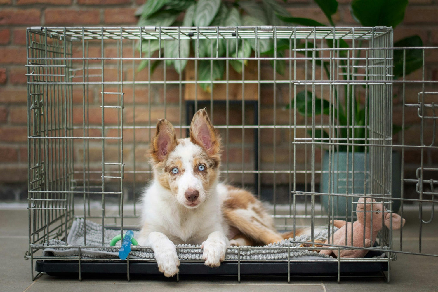 Crates & Kennels