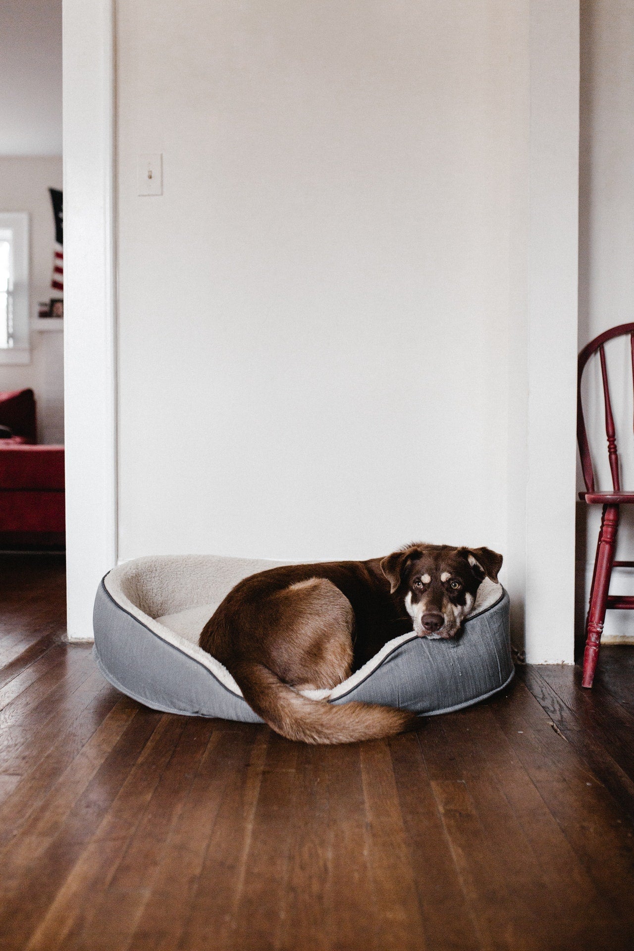 Pet Beds